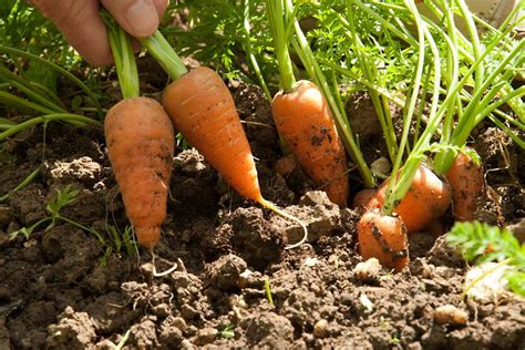 Grow Carrots With Children Rhs Gardening