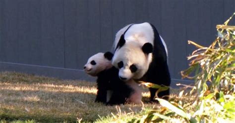 Baby Panda Makes Outdoor Debut At Washington Dcs National Zoo Cbs News