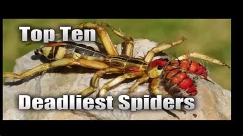 Top 10 Deadliest Spiders In The World Youtube