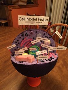 If you're learning biology in. Riley's 7th grade Animal Cell Project. We used a styrofoam ...