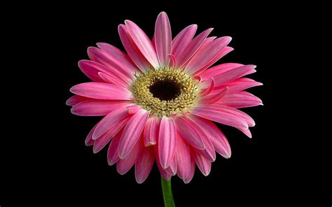 Wallpaper The Most Beautiful Pink Flower Wallpaper