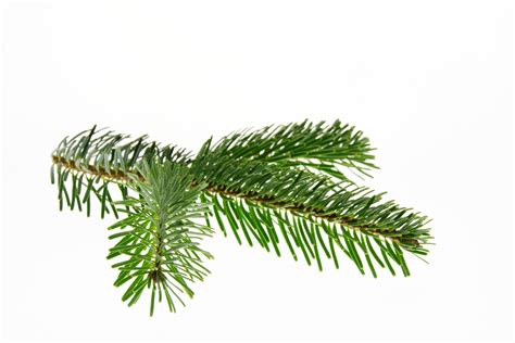 Free Images Grass Branch Leaf Evergreen Christmas Tree Twig