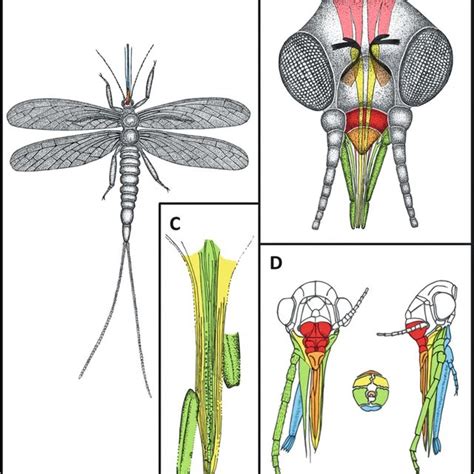 Pdf The Fossil Record Of Insect Mouthparts Innovation Functional