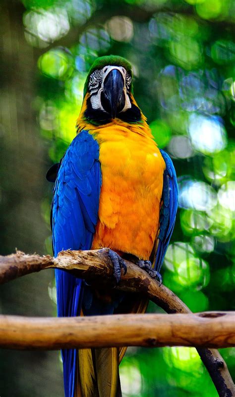 Macaw Parrot Bird Branch Hd Phone Wallpaper Peakpx