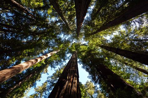 4 Surprising Redwood Facts Understanding The Legendary Building Material