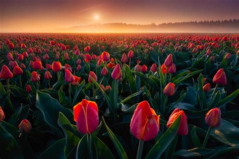 Qualità da hd a 4k, disponibile gratuitamente su tutti i dispositivi! Interesting Photo of the Day: Endless Tulips on a Foggy ...
