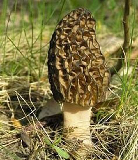 The Right Mushroom Michigan Health Department Sees Increase In