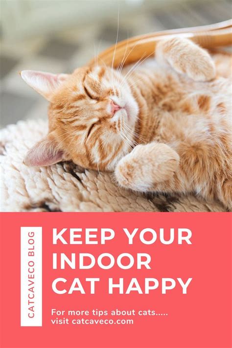 5 Tips To Keep Your Cat Happy And Healthy Indoor Cat Cats Cat Parenting