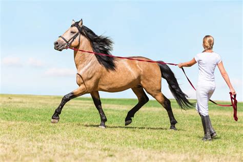 4 Ways To Help A Horse That Wont Lunge Equestrian Space