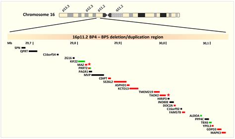 ijerph free full text rare pathogenic copy number variation in the 16p11 2 bp4 bp5 region