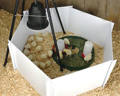 5 Ideas For Your Chick Brooder Homesteader Me