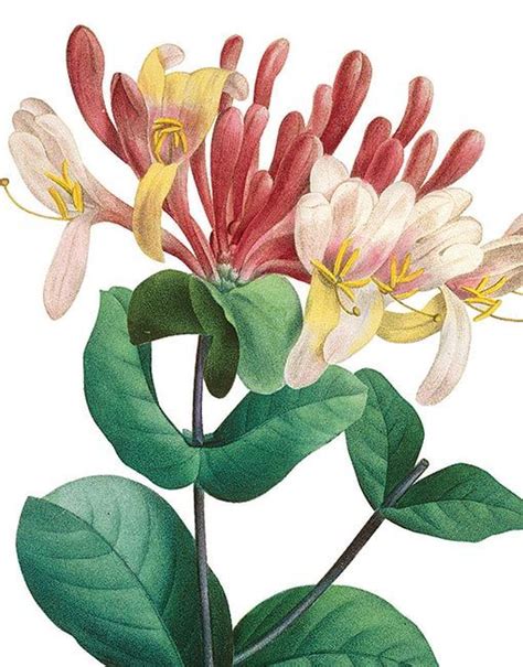 Honeysuckle Archivist Gallery Botanical Artwork Botanical Painting