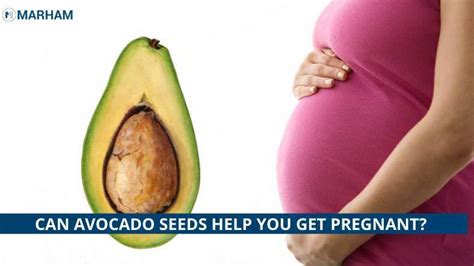 9 Avocado Seed Benefits For Fertility A Miracle Food Marham