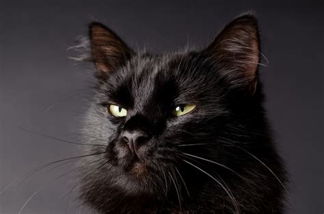Premium Photo Beautiful Fluffy Black Cat With Yellow Eyes
