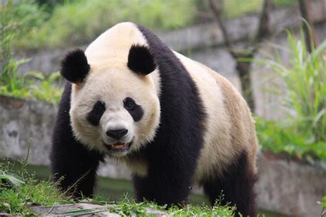 Good News The Giant Panda Is No Longer An Endangered Species