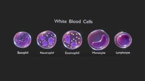 White Blood Cells Buy Royalty Free 3d Model By Nima H3ydari96