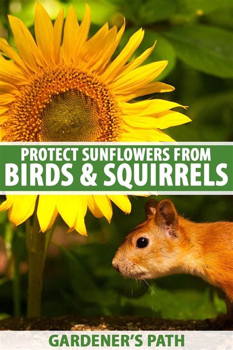 Check spelling or type a new query. How to Protect Sunflowers from Birds and Squirrels ...