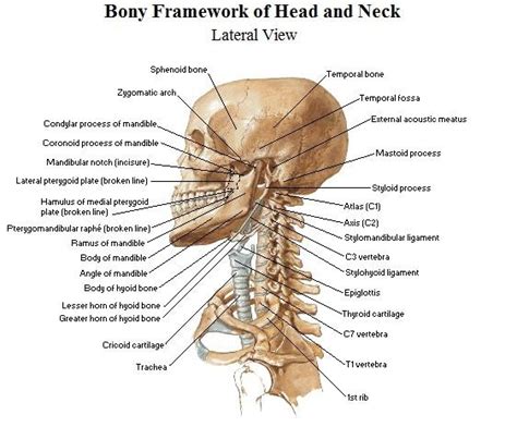 The levator scapulae muscle is attached at the top four cervical vertebrae (c1 to c4) and runs down the side of the neck to attach at the top of the shoulder blade (scapula). The bones of the head and neck - Anatomy-Medicine.COM