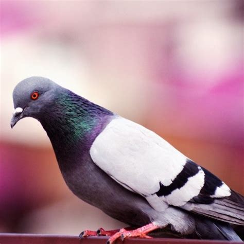 We offer free inspections and estimates. Pest Control Services in Wallington, SM6. Call Now 020 ...