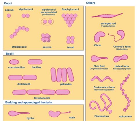 Gram Positive Diplobacilli