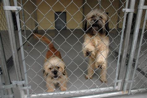 Five UK dog rescue centres where you could find your next pet - Chelsea