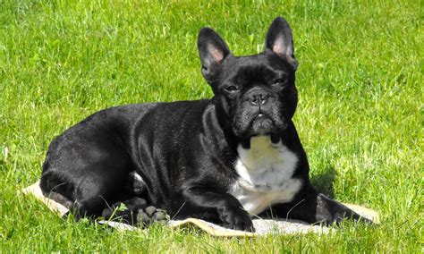 French Bulldog Price How Much Do They Really Cost?