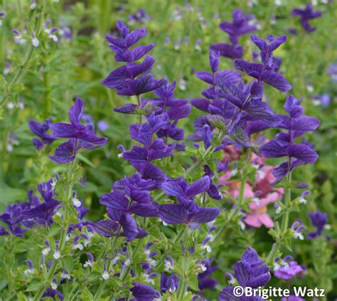 Salvia Horminum Blue Monday Seed 75 Cents Shipping For Etsy