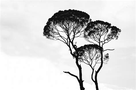Free Images Tree Nature Black And White Monochrome Photography