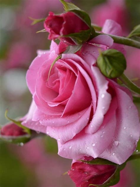 Don T Wait Life Goes Faster Than You Think Beautiful Roses