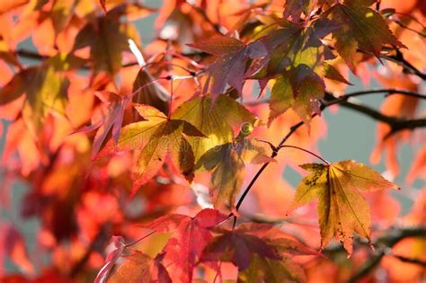 Japanese Maple Acer Japonicum Stock Photo Image Of Autumn Leaves