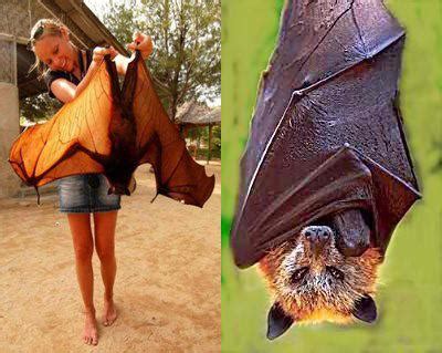 Giant Golden Crowned Flying Fox - Introspective World