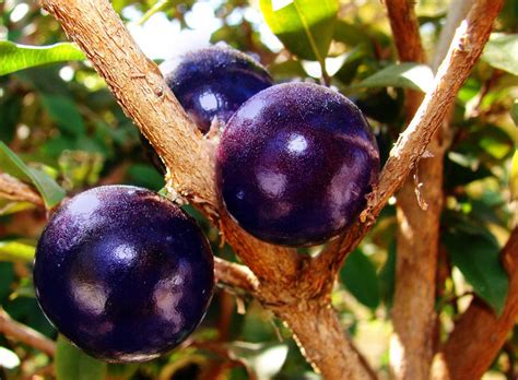 They're rich in both soluble and insoluble fiber, such as pectin, hemicellulose, and cellulose. Blue Jaboticaba Tree
