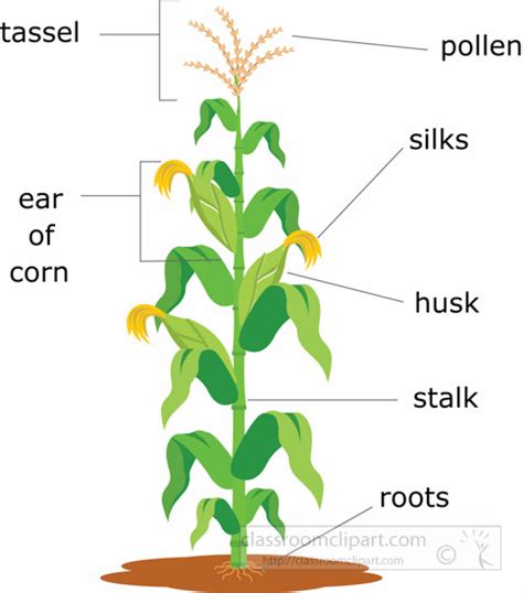 Plants Clipart Corn Plant Structure Clipart Illustration 6818