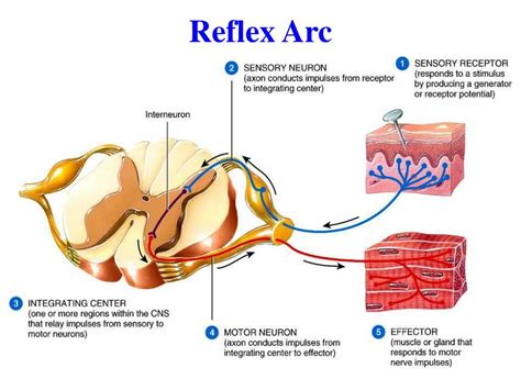 Ppt Spinal Cord Reflexes Peripheral Nervous System Powerpoint