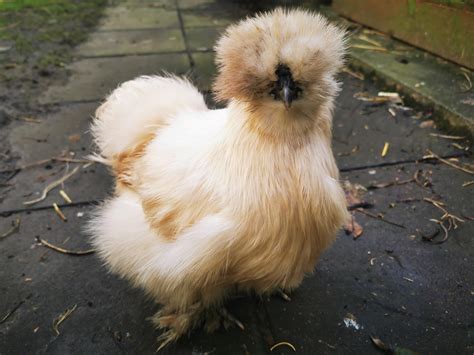 Fluffy The Silkie Chicken 🐔 Backyardchickens