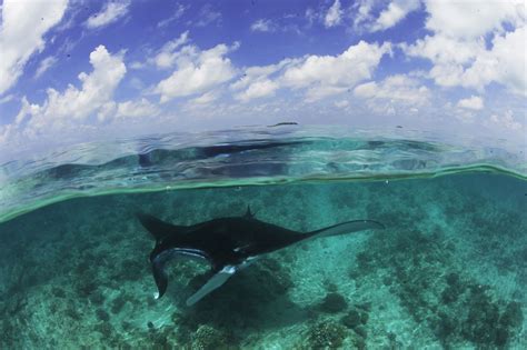 The Women Working To Save The Worlds Largest Manta Ray Population Cnn