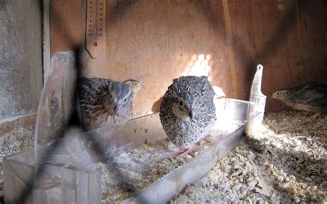 Do Quails Need Nesting Boxes Learnpoultry