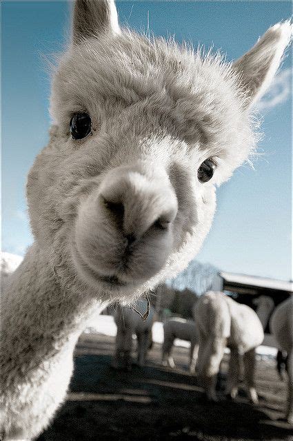 25 Laughing Llamas And Awesome Alpacas Ideas Cute Animals Funny