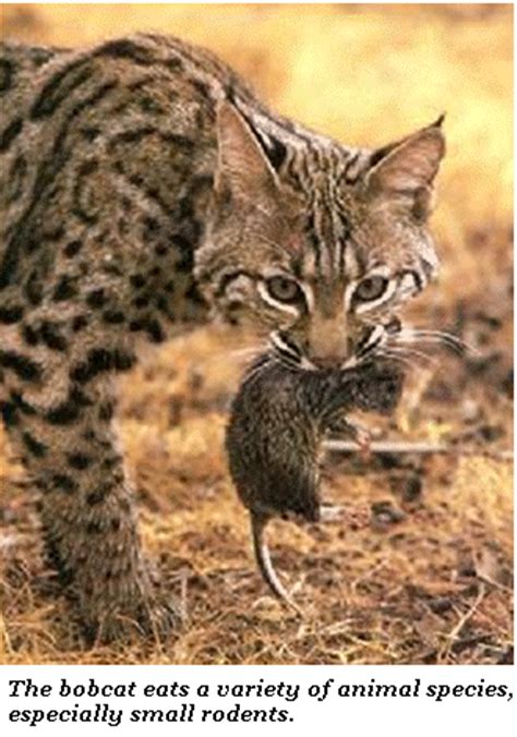 Stray cats (cats who are lost or that were abandoned) are unfortunately quite common in most what do stray cats eat, anyway? What Do Bobcats Eat? | Wolfcry