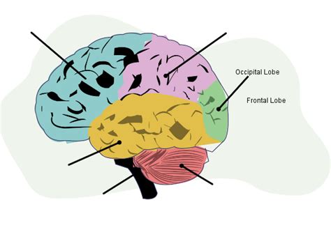 Aqa Gcse Psychology Brain And Neuropsychology Revision