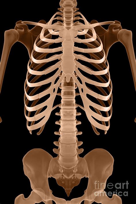 The Bones Of The Torso Photograph By Science Picture Co Fine Art America