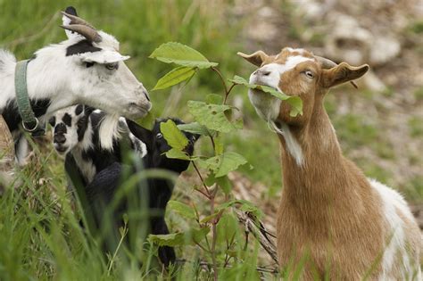 Wsdot Begins Goat Powered Weed Control The Columbian