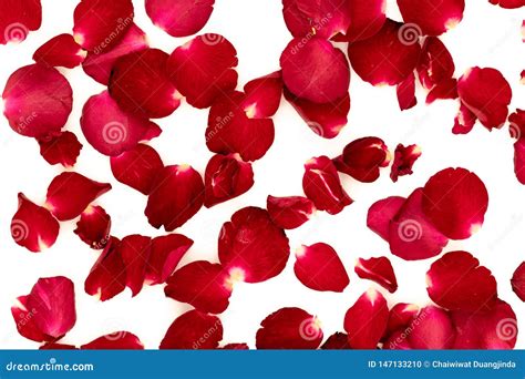 Rose Petal Pattern