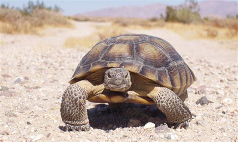 Study Of Threatened Desert Tortoises Offers New Conservation Strategy