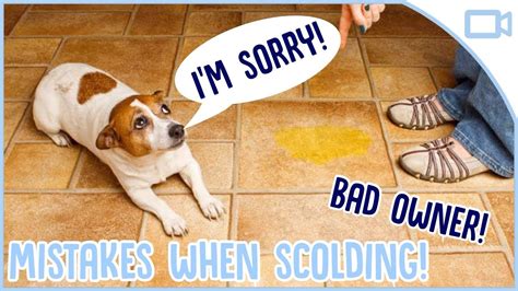 Common Mistakes When Scolding Your Dog Youtube
