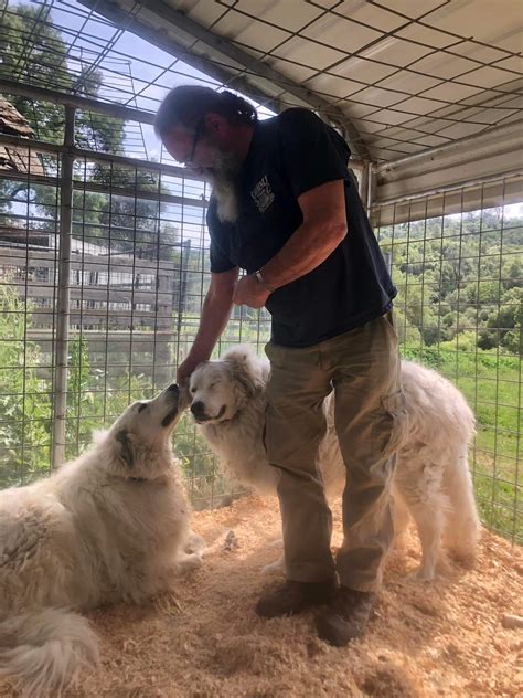 Silk Road Rare Livestock Guardian Dog Breed Rescue on Twitter