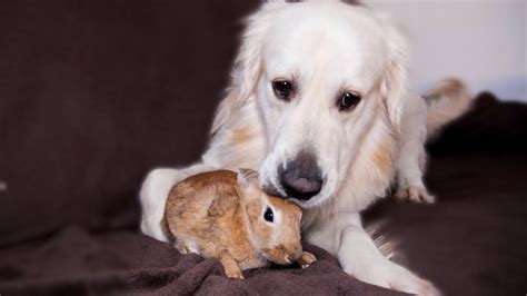 Dog And Bunny Rabbit Are Best Friends Fresh Positivity