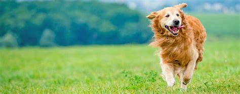 Not only is enrichment important for. Top Activities For Active Dogs - Wag!