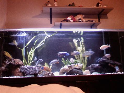 Tank Examples African Cichlid Tank