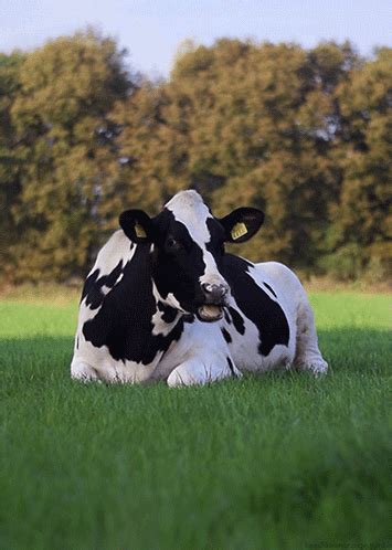 The free online library of animated gif images for new emotions. Funny Cow Animated Gifs - Best Animations